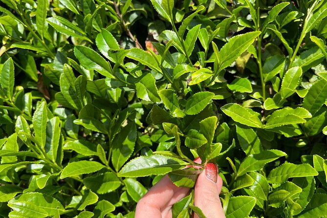 full-day-7hr-private-van-true-hidden-kyoto-matcha-farm-experience