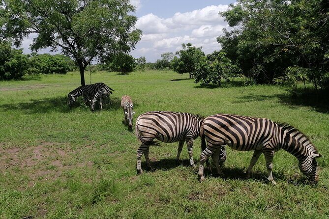 Full-Day Accra Safari and Boat Cruise Private Tour - What to Expect from the Full-Day Accra Safari and Boat Cruise