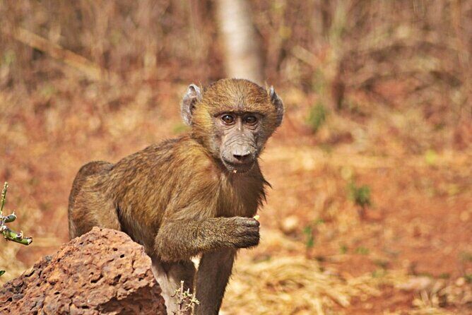 Full-Day Accra Safari and Boat Cruise Private Tour - Final Thoughts