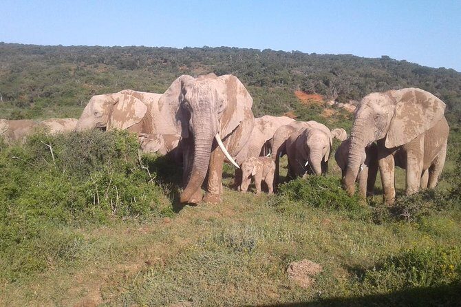 Full Day Addo Elephant National Park Safari wit BBQ:Thentic Tours - The Experience Breakdown 