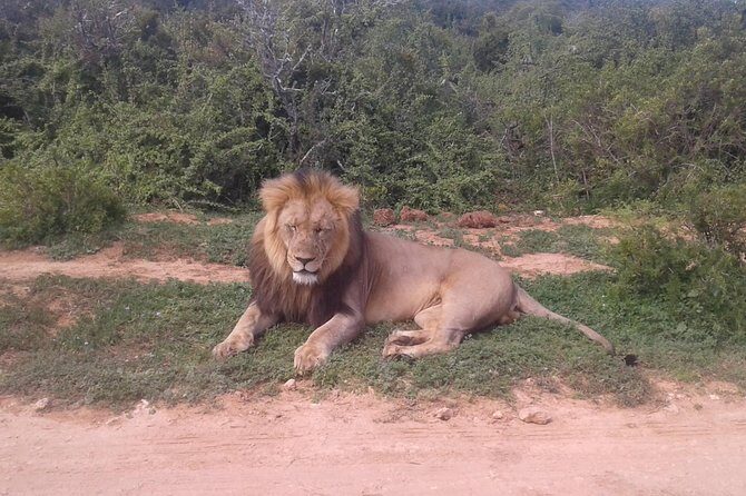 Full Day Addo Elephant National Park Safari wit BBQ:Thentic Tours - FAQ