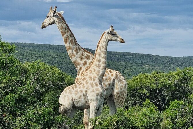 Full-Day Addo Elephant Park & Giraffe Walk - Why This Tour Offers Value