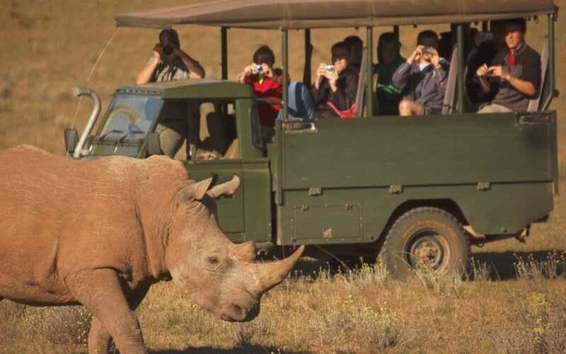 Full-Day Addo Park & Schotia Game Reserve (Open 4x4 vehicle) - Key Points
