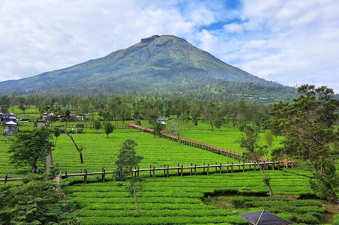 Full-Day Adventure: Green Tea Garden & the Mystical Dieng Plateau - The Experience: What You Can Expect