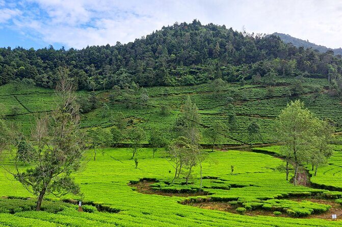 Full-Day Adventure: Green Tea Garden & the Mystical Dieng Plateau - The Sum Up