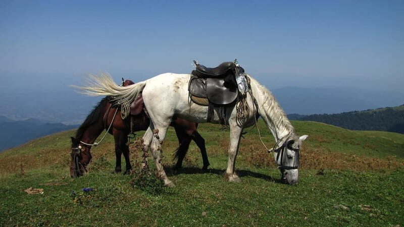 Full Day Adventure in Borjomi! - The Value of the Tour: What You Get for Your Money