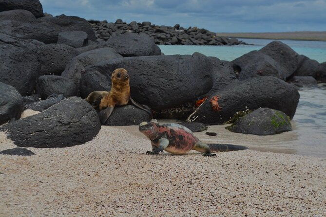 full-day-adventure-tour-at-espanola-island-waved-albatross-island