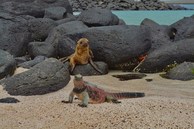 full-day-adventure-tour-at-espanola-island-waved-albatross-island