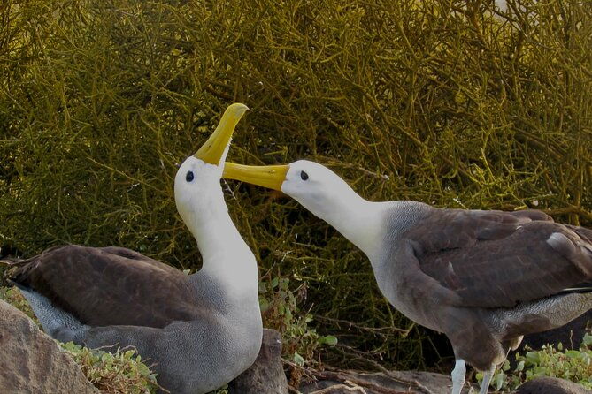 full-day-adventure-tour-at-espanola-island-waved-albatross-island