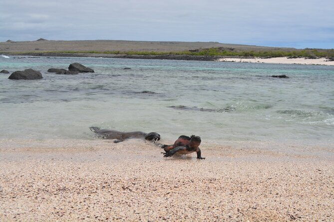 full-day-adventure-tour-at-espanola-island-waved-albatross-island