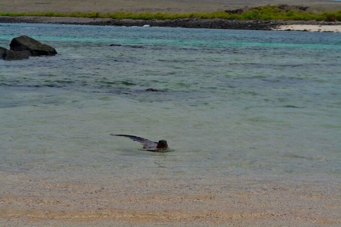 full-day-adventure-tour-at-espanola-island-waved-albatross-island