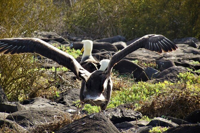 full-day-adventure-tour-at-espanola-island-waved-albatross-island