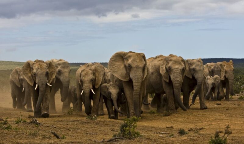 Full-Day All Inclusive Safari with Traditional Braai Lunch - Key Points