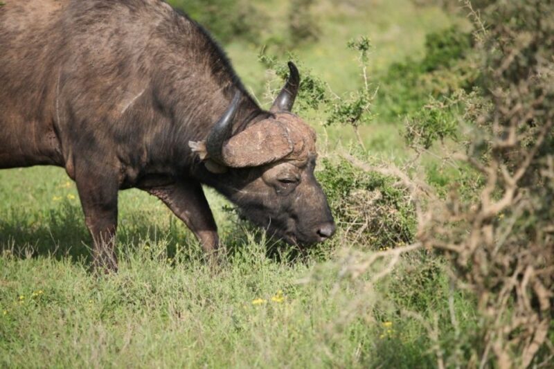 Full-Day All Inclusive Safari with Traditional Braai Lunch - A Detailed Look at the Safari Experience