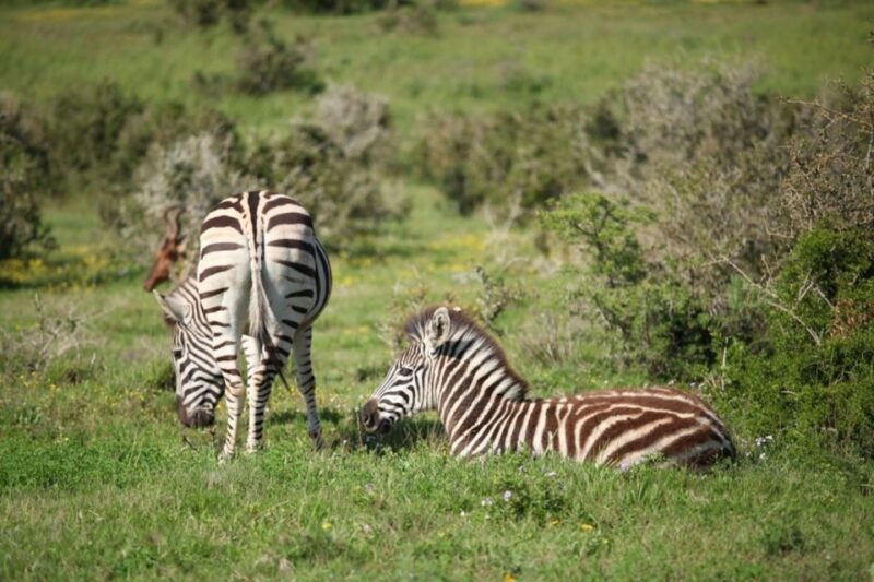 Full-Day All Inclusive Safari with Traditional Braai Lunch - Who Will Love This Tour?