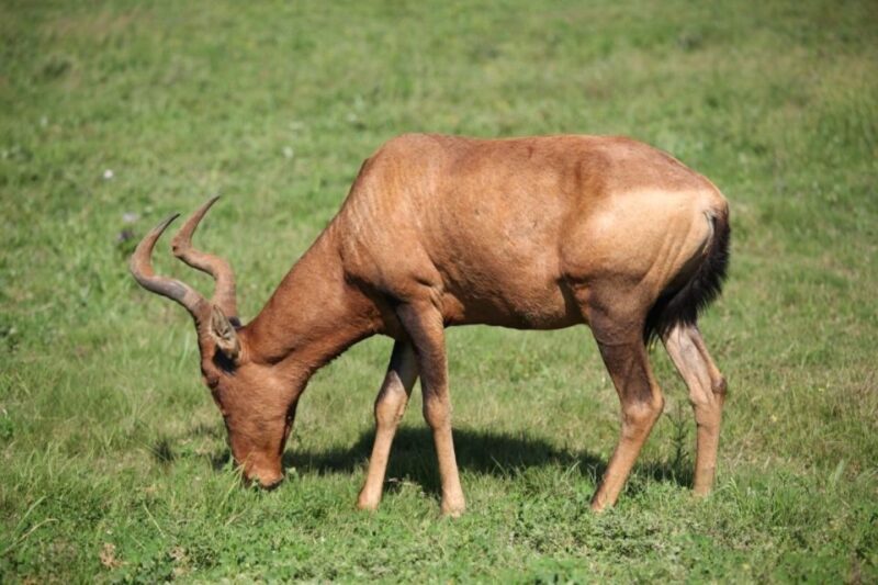 Full-Day All Inclusive Safari with Traditional Braai Lunch - FAQ