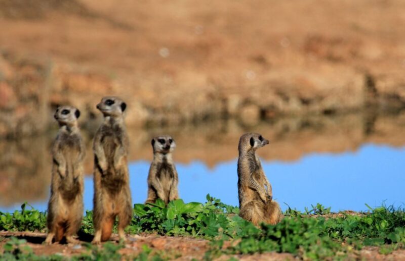 Full-Day All Inclusive Safari with Traditional Braai Lunch - Final Thoughts