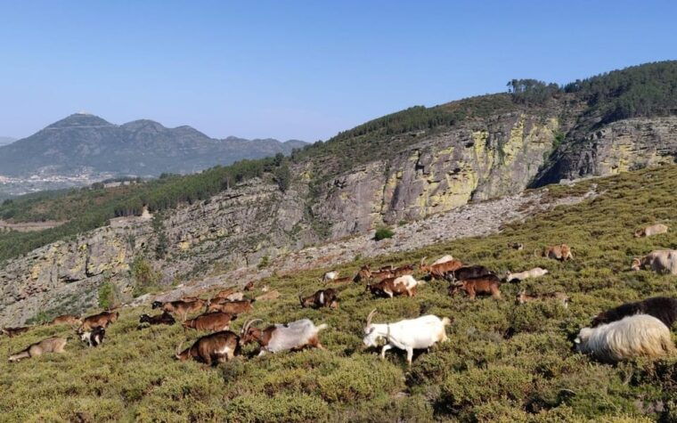 full-day-alvao-park-fisgas-ermelo-waterfalls-w-transfer