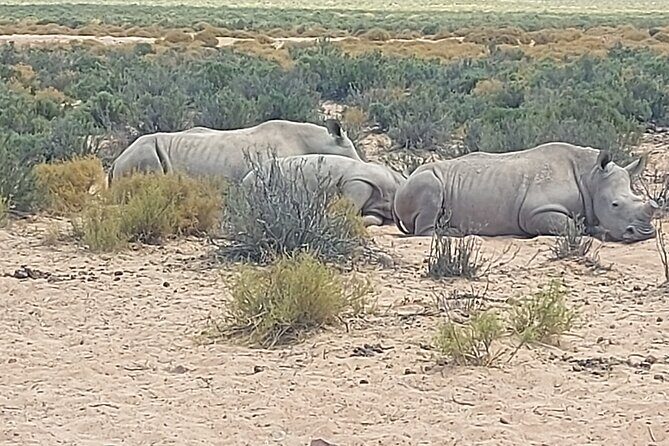 Full day Aquila Game Reserve Big 5 Safari with Wine Tasting Tour - Exploring the Full-Day Aquila Game Reserve Big 5 Safari with Wine Tasting Tour