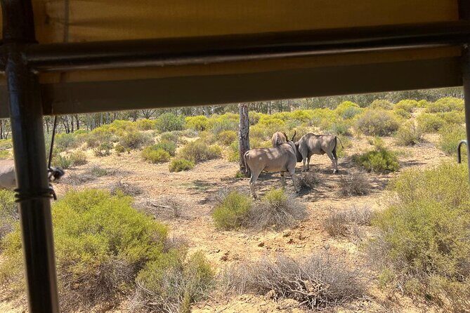 Full day Aquila Game Reserve Big 5 Safari with Wine Tasting Tour - Key Points