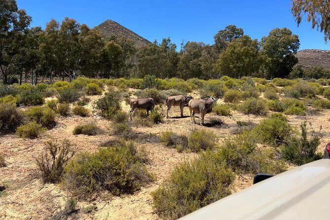 Full day Aquila Game Reserve Big 5 Safari with Wine Tasting Tour - FAQ