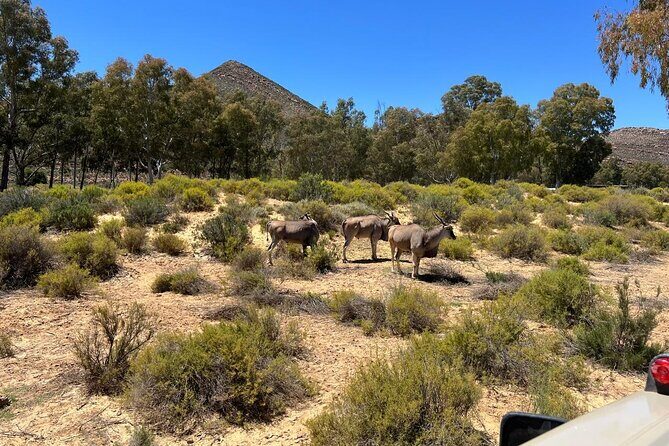 Full day Aquila Game Reserve Big 5 Safari with Wine Tasting Tour - Final Thoughts