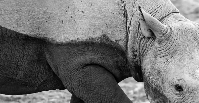 Full Day Aquila Safari (German) - Key Points