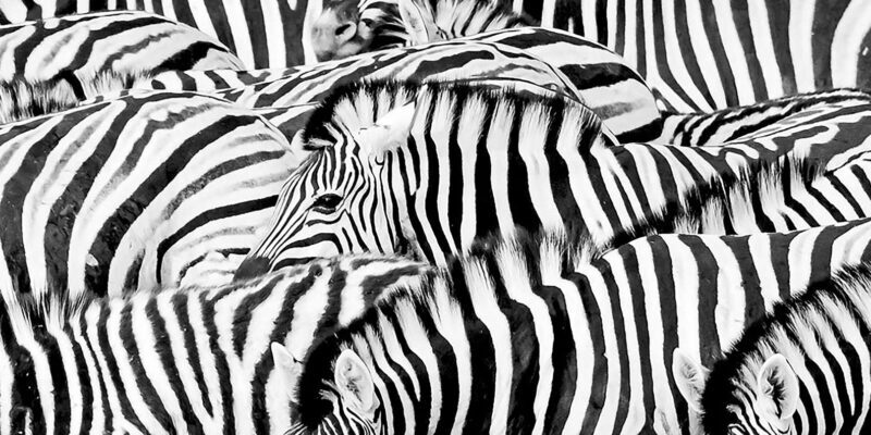 Full Day Aquila Safari (German) - The Practicalities: Timing, Cost, and Suitability