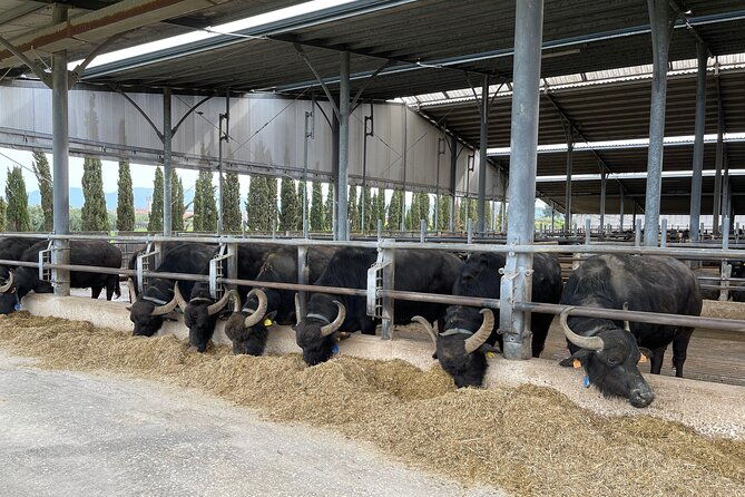 full-day-archaeological-site-of-paestum