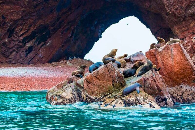 full-day-ballestas-islands-and-the-paracas-national-reserve-2