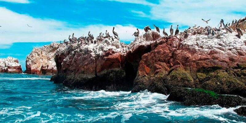 full-day-ballestas-islands-and-the-paracas-national-reserve-2
