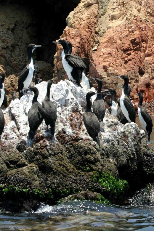 full-day-ballestas-islands
