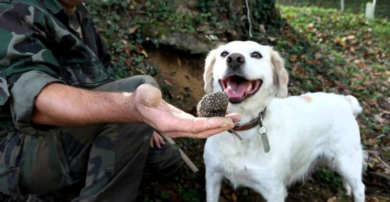 full-day-barbaresco-wine-tour-with-truffle-hunting-and-lunch