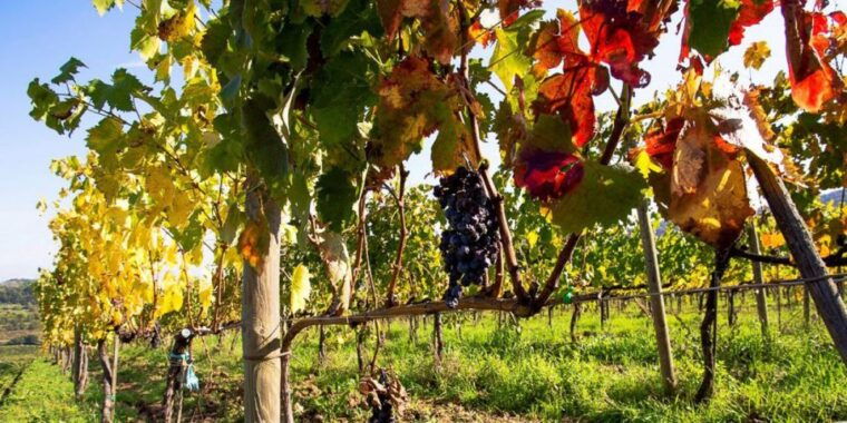 full-day-barbaresco-wine-tour-with-truffle-hunting-and-lunch