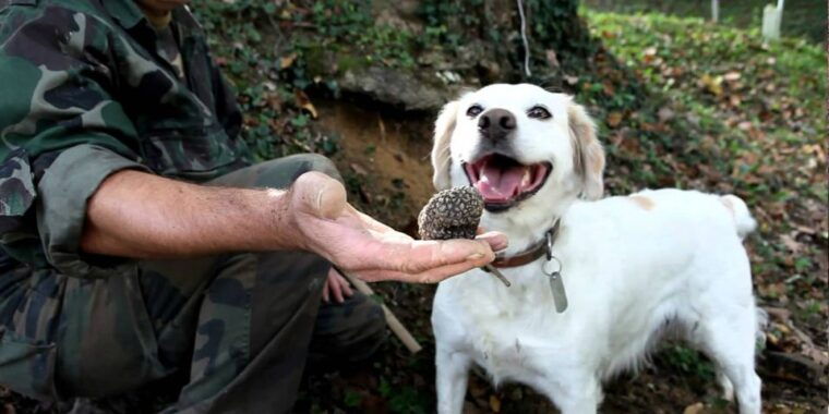 full-day-barbaresco-wine-tour-with-truffle-hunting-and-lunch