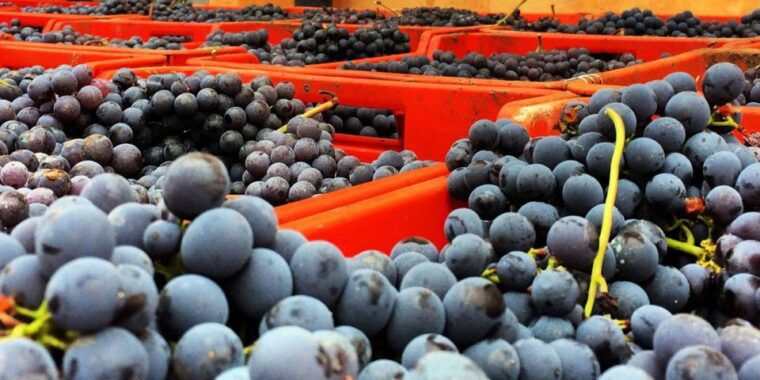 full-day-barbaresco-wine-tour-with-truffle-hunting-and-lunch