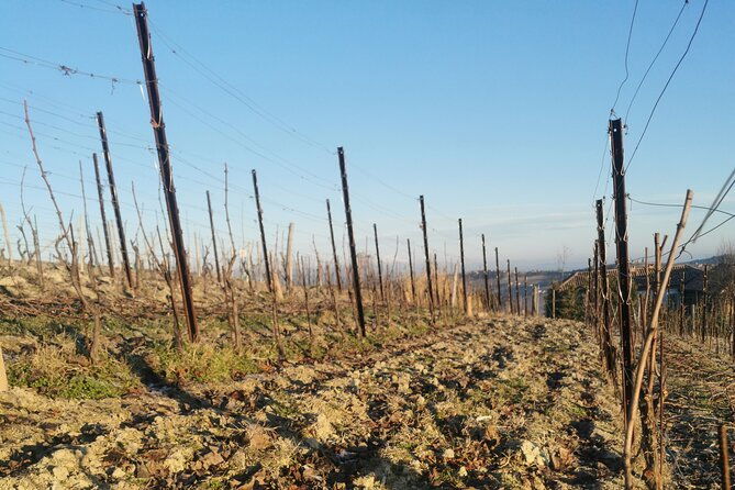full-day-barolobarbaresco-wine-tour-from-milano-with-a-local-winemaker