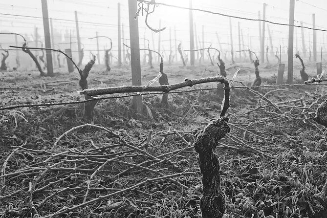 full-day-barolobarbaresco-wine-tour-from-milano-with-a-local-winemaker