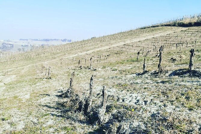 full-day-barolobarbaresco-wine-tour-from-milano-with-a-local-winemaker