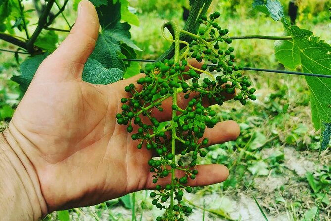 full-day-barolobarbaresco-wine-tour-from-torino-with-a-local-winemaker
