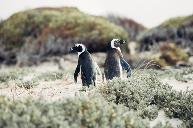 Full-Day Best of the Cape, Peninsula, Cape Point and Stellenbosch Tour - What to Expect from the Itinerary
