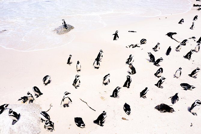 Full-Day Best of the Cape, Peninsula, Cape Point and Stellenbosch Tour - Who This Tour Is Best For