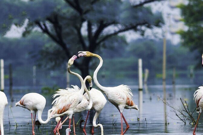 Full Day Bharatpur Bird Sanctuary with Fatehpur Sikri - Full Day Bharatpur Bird Sanctuary with Fatehpur Sikri: An In-Depth Review