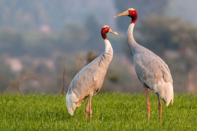 Full Day Bharatpur Bird Sanctuary with Fatehpur Sikri - Key Points