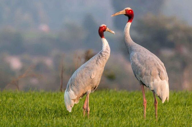 Full Day Bharatpur Bird Sanctuary with Fatehpur Sikri - Final Thoughts