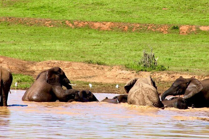 Full day big 5 addo Safari - Key Points