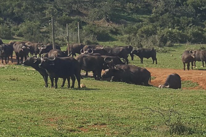 Full day big 5 addo Safari - Final Thoughts