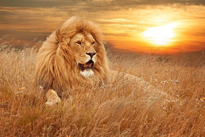 Full Day Big 5 Aquila Safari Private Transfers Including Park Fee From Cape Town - What the Tour Includes and Excludes