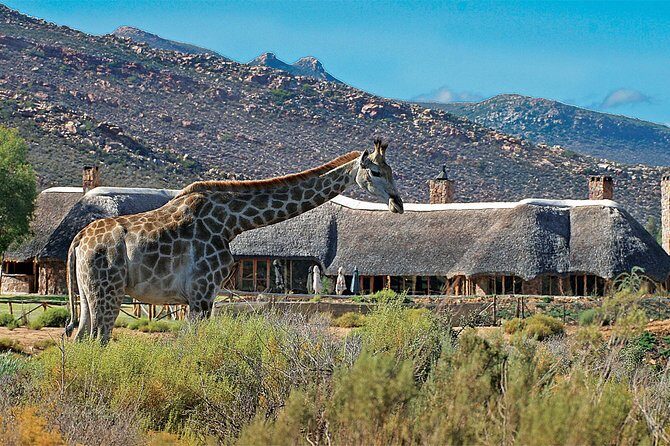 Full Day Big 5 Aquila Safari Private Transfers Including Park Fee From Cape Town - Who Will Love This Tour?