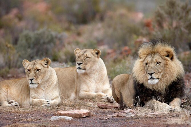 Full Day Big 5 Aquila Safari Private Transfers Including Park Fee From Cape Town - FAQs